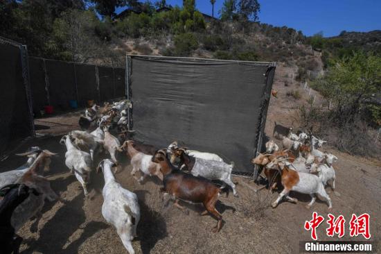 山羊遭打料致死后流入餐桌 非法交易隐患重重